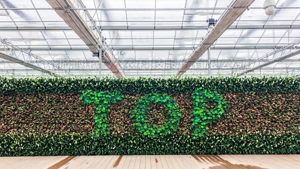 伊人下载视频全自動托管智能溫室大棚 伊人下载视频全自動托管智能溫室大棚