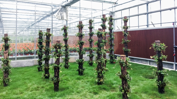 立體栽培區 立體栽培區