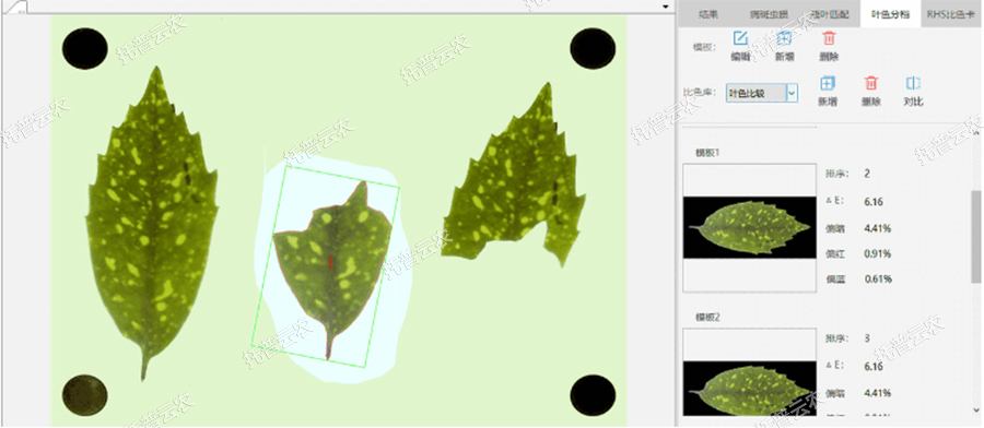 葉色分檔 葉色分檔