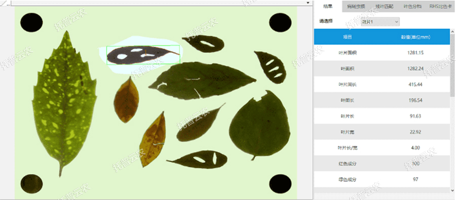 葉麵積等結果界麵 葉麵積等結果界麵