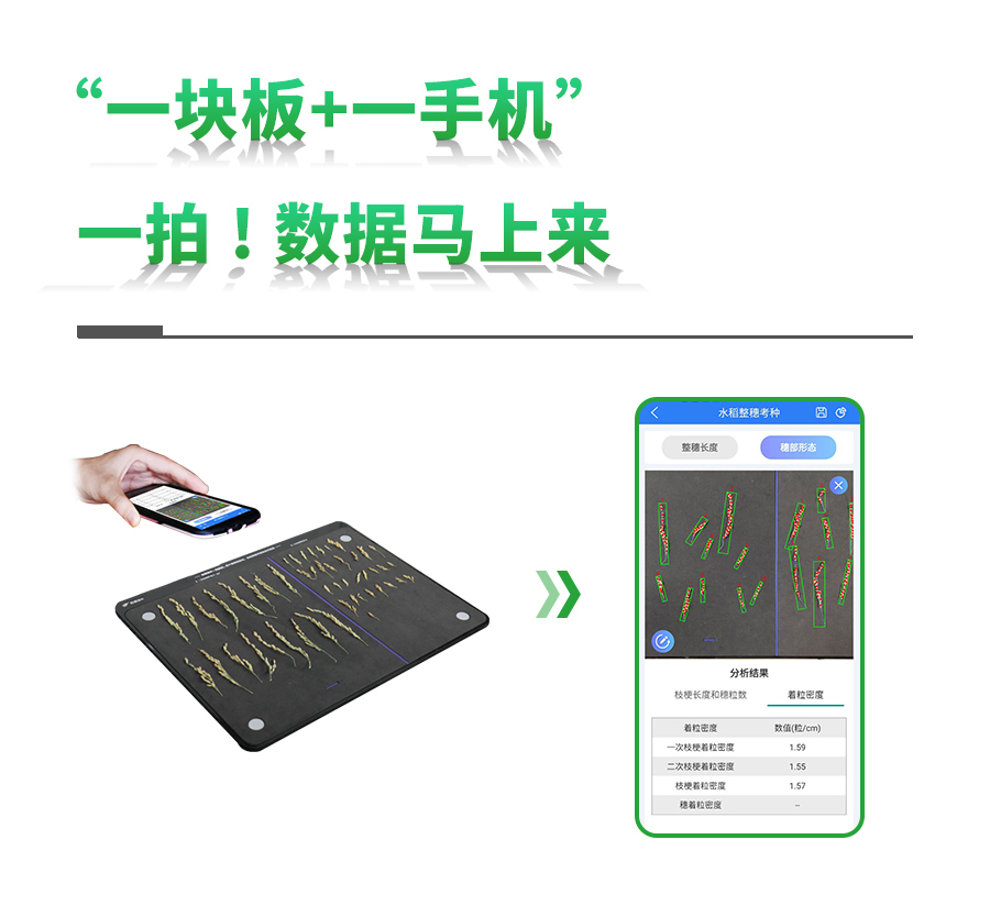 水稻整穗考種測量係統 水稻整穗考種測量係統